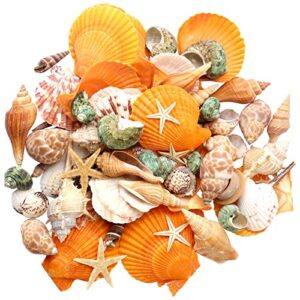 gopiter sea shells - beach mixed seashells - various size up to 2" natural sea shells for crafting fish tank vase fillers beach theme party wedding decor home decorations diy crafts (color)