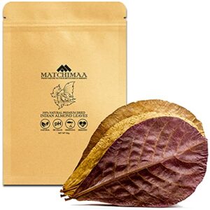 premium indian almond leave. aquarium decorations size 6-9" pack 50g(20-25 leaves). catappa leaves rich in tannin. superb to be health better, vitality, succesful breeding! of shrimp & betta fish tank