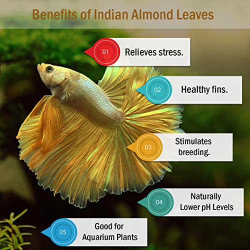 Premium Indian Almond Leave. Aquarium Decorations Size 6-9" Pack 50g(20-25 Leaves). Catappa Leaves Rich in Tannin. Superb to be Health Better, Vitality, Succesful Breeding! of Shrimp & Betta Fish Tank