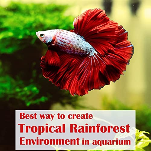 Premium Indian Almond Leave. Aquarium Decorations Size 6-9" Pack 50g(20-25 Leaves). Catappa Leaves Rich in Tannin. Superb to be Health Better, Vitality, Succesful Breeding! of Shrimp & Betta Fish Tank