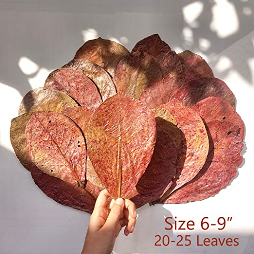 Premium Indian Almond Leave. Aquarium Decorations Size 6-9" Pack 50g(20-25 Leaves). Catappa Leaves Rich in Tannin. Superb to be Health Better, Vitality, Succesful Breeding! of Shrimp & Betta Fish Tank