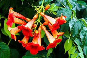 rare red hummingbird vine seeds - 25 seeds - red trumpet bush - non-gmo seeds, shipped from iowa. made in usa