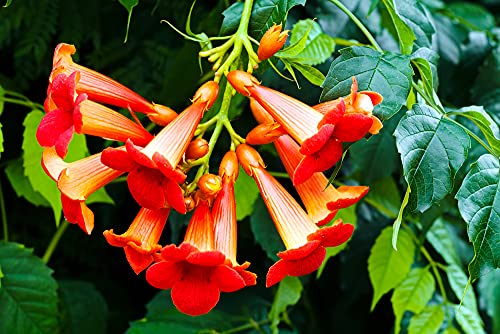 Rare Red Hummingbird Vine Seeds - 25 Seeds - Red Trumpet Bush - Non-GMO Seeds, Shipped from Iowa. Made in USA