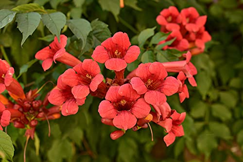 Rare Red Hummingbird Vine Seeds - 25 Seeds - Red Trumpet Bush - Non-GMO Seeds, Shipped from Iowa. Made in USA