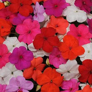 outsidepride impatiens grower select garden flower plants for pots, hanging baskets, containers, window boxes - 75 seeds