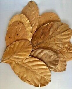 dried jackfruit leaves biofilm discus betta crystal red cherry shrimp aquarium (10 leaves)