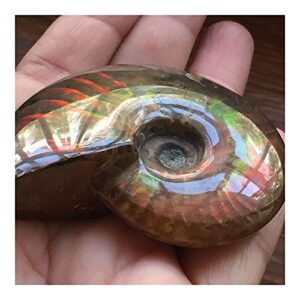 douzu healing crystal madagascar natural iridescent ammonite ammolite facet specimen mineral stone conch paleontological snail fossil collectibles (size : 40-50mm)