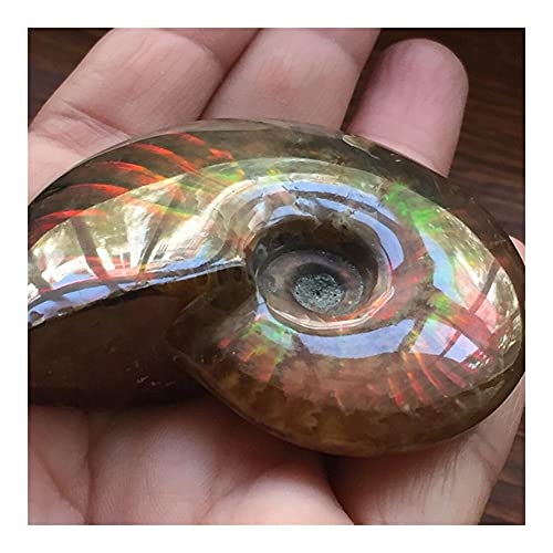 douzu Healing Crystal Madagascar Natural Iridescent Ammonite Ammolite Facet Specimen Mineral Stone Conch Paleontological Snail Fossil Collectibles (Size : 40-50mm)