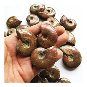 douzu Healing Crystal Madagascar Natural Iridescent Ammonite Ammolite Facet Specimen Mineral Stone Conch Paleontological Snail Fossil Collectibles (Size : 40-50mm)