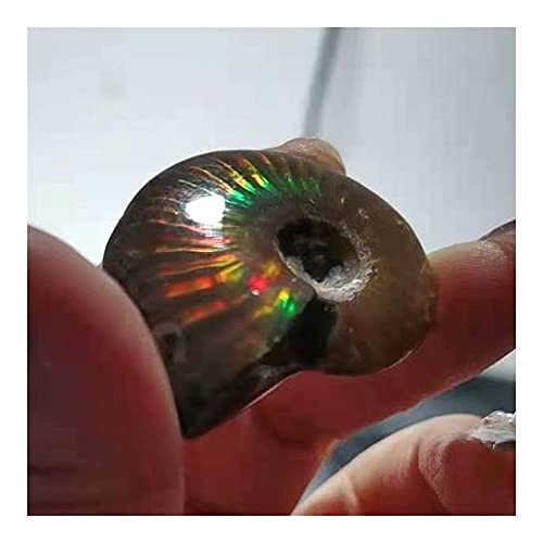 douzu Healing Crystal Madagascar Natural Iridescent Ammonite Ammolite Facet Specimen Mineral Stone Conch Paleontological Snail Fossil Collectibles (Size : 40-50mm)