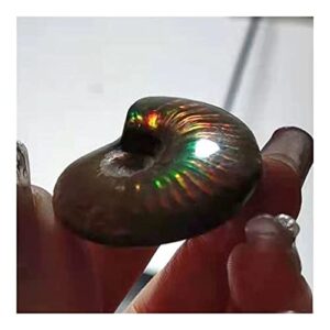 douzu Healing Crystal Madagascar Natural Iridescent Ammonite Ammolite Facet Specimen Mineral Stone Conch Paleontological Snail Fossil Collectibles (Size : 40-50mm)