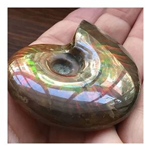 douzu Healing Crystal Madagascar Natural Iridescent Ammonite Ammolite Facet Specimen Mineral Stone Conch Paleontological Snail Fossil Collectibles (Size : 40-50mm)