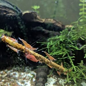 Shrimptastic Aquatics Shrimp Lolly Combo Pack