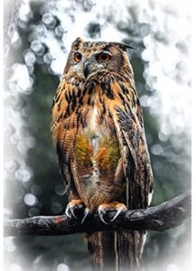 hoffman call of the wild t4908 66 autumn owl panel