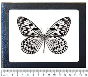 bicbugs idea idea black white rice paper butterfly indonesia framed
