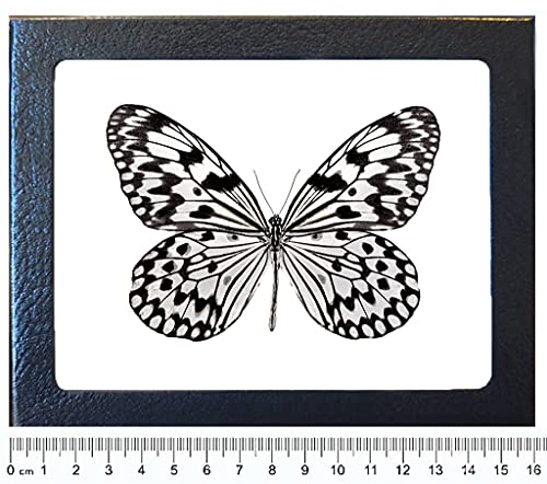 BicBugs Idea idea Black White Rice Paper Butterfly Indonesia Framed