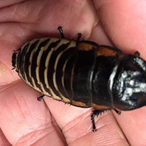 Honeybees100 Tiger Hissing Cockroach Adult Breeding Pair of (Gropmphadorhina grandidieri)