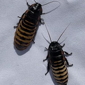 Honeybees100 Tiger Hissing Cockroach Adult Breeding Pair of (Gropmphadorhina grandidieri)