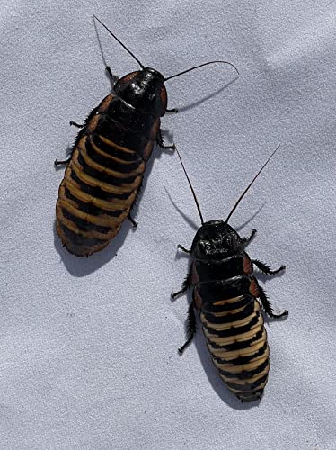 Honeybees100 Tiger Hissing Cockroach Adult Breeding Pair of (Gropmphadorhina grandidieri)