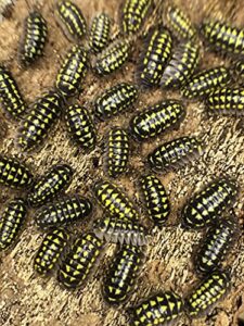 armadillidium gestroi isopods 12 count roly poly insects cleanup feeder crew for terrarium reptile pet food
