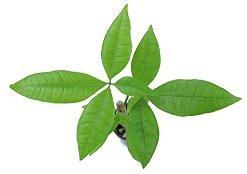 Live Money Tree Plant, Pachira Aquatica Money Tree, Feng Shui Money Tree Pachira Aquatica Plant, Pachira Plant Bonsai Tree in Planter Pot With Soil, Money Tree Plant Indoor Plants by Plants for Pets