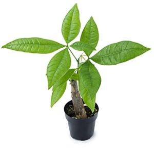 Live Money Tree Plant, Pachira Aquatica Money Tree, Feng Shui Money Tree Pachira Aquatica Plant, Pachira Plant Bonsai Tree in Planter Pot With Soil, Money Tree Plant Indoor Plants by Plants for Pets