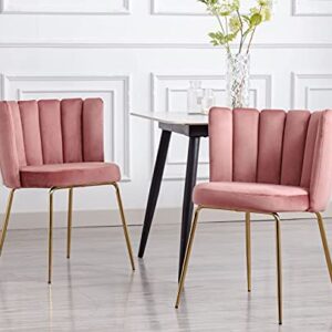 DM Furniture Velvet Dining Chairs Set of 2 Modern Accent Chair Upholstered Side Chair with Gold Metal Legs for Home Kitchen Living Room, Pink