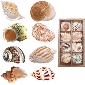 hermit crab shells medium to large growth turbo seashells 1"-2" openning size natural decoration supplies