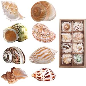 Hermit Crab Shells Medium to Large Growth Turbo Seashells 1"-2" Openning Size Natural Decoration Supplies