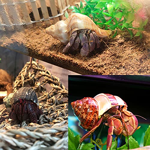 Hermit Crab Shells Medium to Large Growth Turbo Seashells 1"-2" Openning Size Natural Decoration Supplies