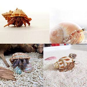 Hermit Crab Shells Medium to Large Growth Turbo Seashells 1"-2" Openning Size Natural Decoration Supplies