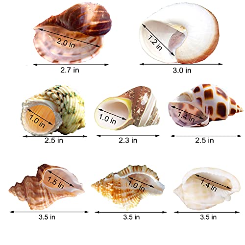 Hermit Crab Shells Medium to Large Growth Turbo Seashells 1"-2" Openning Size Natural Decoration Supplies