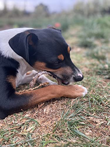 hotspot pets Bully Stick Rings for Dogs - Premium All Natural Long Twisted Beef Pizzle Dog Chew Treats - Grain Free Fully Digestible Rawhide Alternative -Thick Chew Circles (5 Pack)