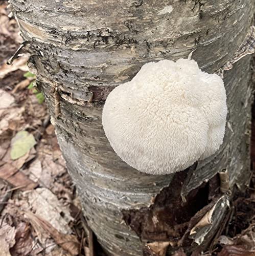 North Spore Lion's Mane Mushroom Plugs for Logs (100 Count) | Premium Quality Mushroom Plug Spawn | Handmade in Maine, USA | Grow Gourmet Mushrooms Outdoors on Logs