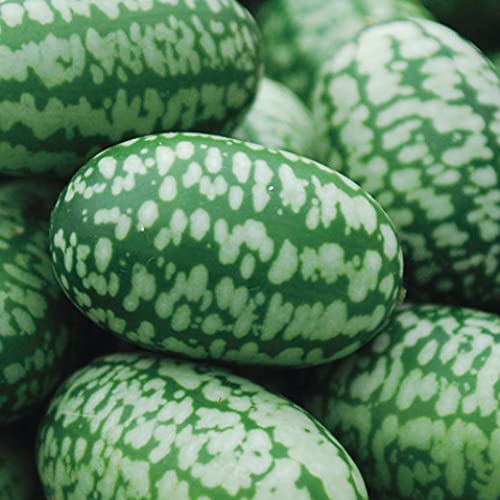 Cucamelon Seeds 35 Seed Pack Mexican Sour Gherkin, Mouse Melon 35 Seeds