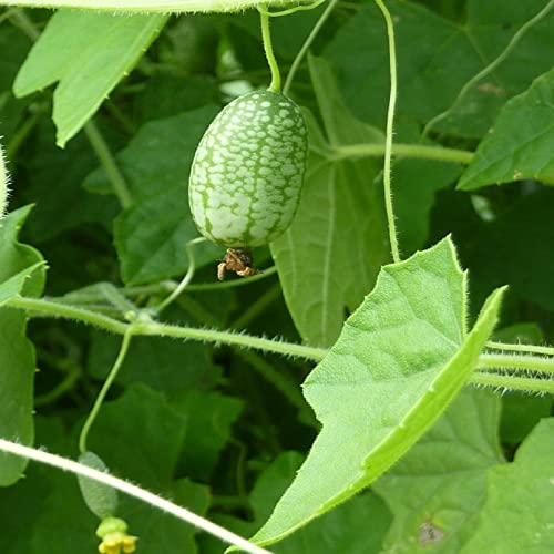 Cucamelon Seeds 35 Seed Pack Mexican Sour Gherkin, Mouse Melon 35 Seeds