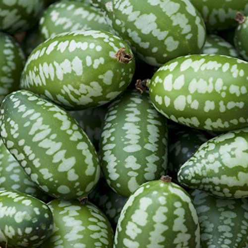 Cucamelon Seeds 35 Seed Pack Mexican Sour Gherkin, Mouse Melon 35 Seeds