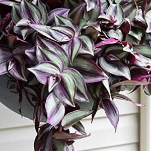 paperhome Wandering Jew - Tradescantia Zebrina - Inch P.Lant 9 Pcs C.uttings Silver Purple Burgundy