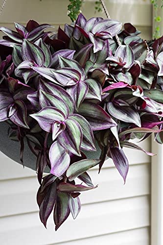 paperhome Wandering Jew - Tradescantia Zebrina - Inch P.Lant 9 Pcs C.uttings Silver Purple Burgundy