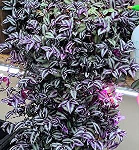 paperhome Wandering Jew - Tradescantia Zebrina - Inch P.Lant 9 Pcs C.uttings Silver Purple Burgundy