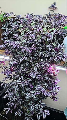 paperhome Wandering Jew - Tradescantia Zebrina - Inch P.Lant 9 Pcs C.uttings Silver Purple Burgundy