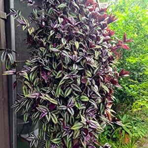 paperhome Wandering Jew - Tradescantia Zebrina - Inch P.Lant 9 Pcs C.uttings Silver Purple Burgundy