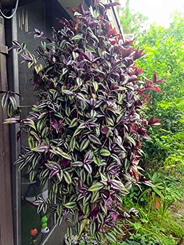 paperhome Wandering Jew - Tradescantia Zebrina - Inch P.Lant 9 Pcs C.uttings Silver Purple Burgundy