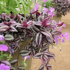 paperhome Wandering Jew - Tradescantia Zebrina - Inch P.Lant 9 Pcs C.uttings Silver Purple Burgundy