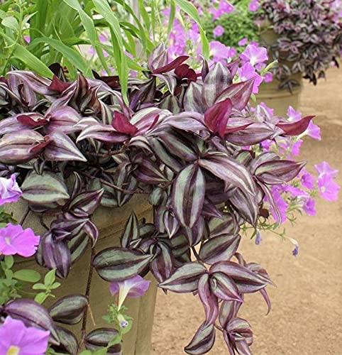 paperhome Wandering Jew - Tradescantia Zebrina - Inch P.Lant 9 Pcs C.uttings Silver Purple Burgundy