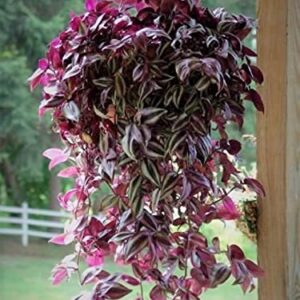 paperhome Wandering Jew - Tradescantia Zebrina - Inch P.Lant 9 Pcs C.uttings Silver Purple Burgundy