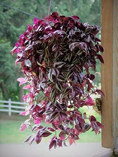 paperhome Wandering Jew - Tradescantia Zebrina - Inch P.Lant 9 Pcs C.uttings Silver Purple Burgundy