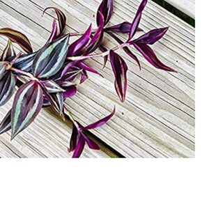 paperhome Wandering Jew - Tradescantia Zebrina - Inch P.Lant 9 Pcs C.uttings Silver Purple Burgundy