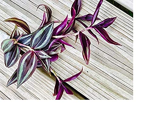 paperhome Wandering Jew - Tradescantia Zebrina - Inch P.Lant 9 Pcs C.uttings Silver Purple Burgundy