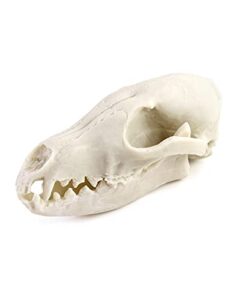 qwork fox skull, realistic animal skull bones fox head skeleton natural teeth bone specimen model for home collectible decoration halloween party